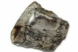 Polished Petrified Wood (Schinoxylon) Section - Blue Forest #326696-2
